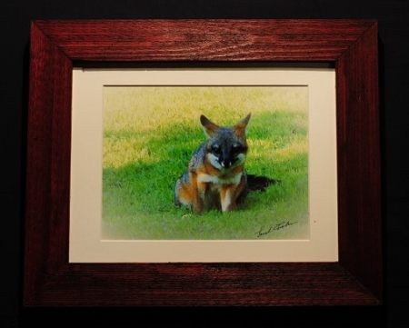 Grey fox by artist lenard fisher